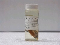 藏品(日本發光鯛)的圖片